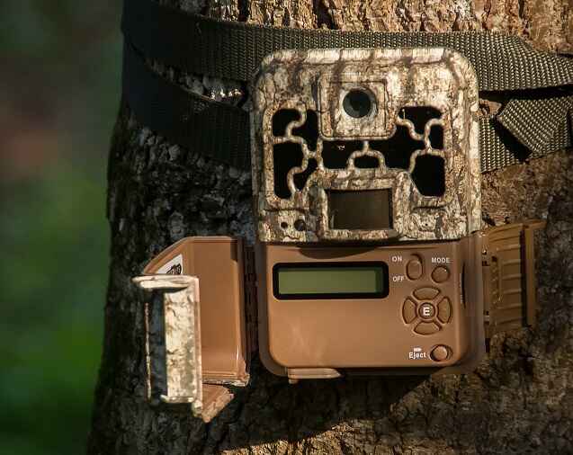 Tips and Tricks for Maximizing the Effectiveness of Your Wildlife Camera