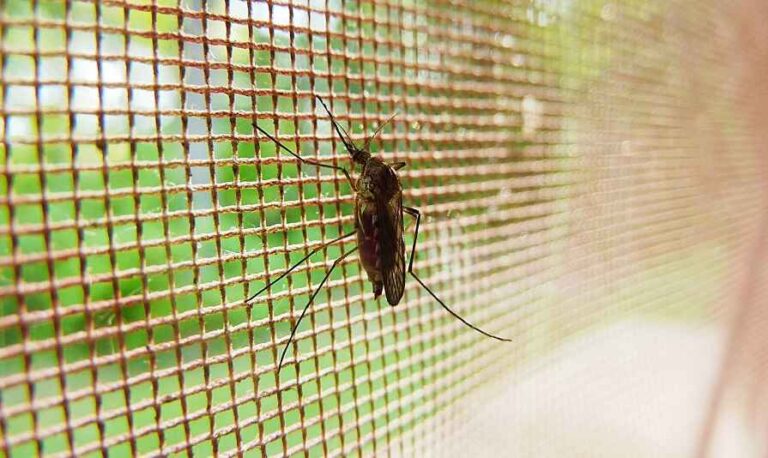 How to Protect Your Home from Pest Infestations