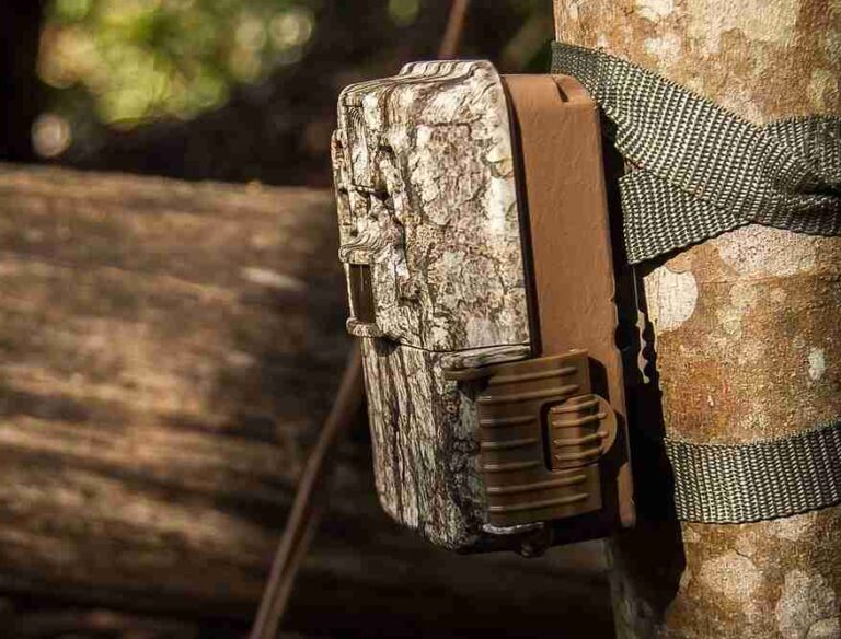 How Can Trail Cameras Aid in Scouting and Target Identification for Hunting?